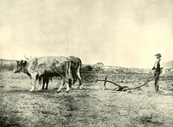 A Bullock Plough Team, 1901.