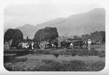 A Chilian Harvest, 1911