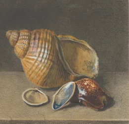 En Cowrie, og en større og to mindre skjell, slutten av 1600- og midten av 1700-tallet.