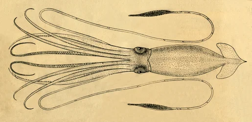 Et diagram over den gigantiske blekkspruten, 1881.