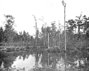En sump i Louisiana, USA, ca 1900.