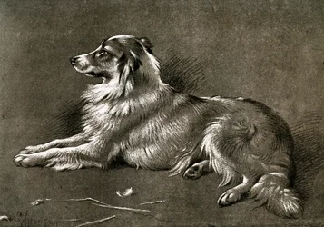 En sauehund, 1901
