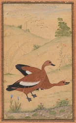 Et par Brahminy-ender, ca. 1595, grenser tilføyd trolig 1800-tallet.