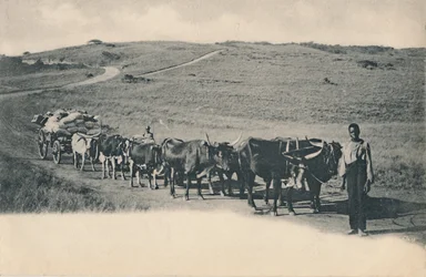 En typisk oksevogn - Sør-Afrika, tidlig på 1900-tallet.