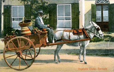 En grønnsaksforhandler, Bermuda, ca 1900-tallet