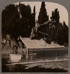 Abrahams Oak nær Hebron, ca 1900