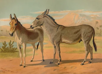 Abyssinian Wild Hann Ass & Kvinne Indian Onager, c1879.