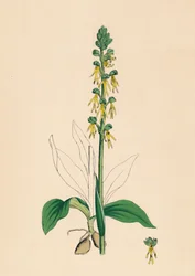 Aceras anthropophora. Man Orchis, 1800-tallet