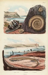 Admiralkjegle, Conus ammiralis 1, ammocete eller larvestadium av lamprey, Petromyzon marinus 2, og utdødd ammonitt bløtdyr fossil 3