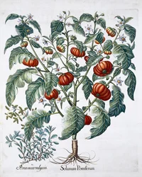 Afrikanske tomat- og merianplanter, 1613