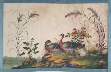 Album som inneholder tolv malerier av fugler, 1800-tallet.