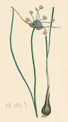 Allium oleraceum var. ekte. Åkerhvitløk, var. a, 1800-tallet
