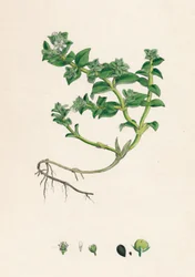 Alsine peploides. Havportulak, 1800-tallet