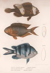 Amphiprion bifasciatus. Pomacentris pavo. Glyphisodo, ca. 1850-tallet