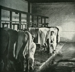 Et oppdatert melkeskur på Walker-Gordon Farm, 1902.