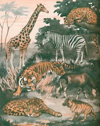 Dyr hjulpet av flekker og striper, 1935