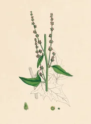 Atriplex Smithii. Smiths Orache, 1800-tallet