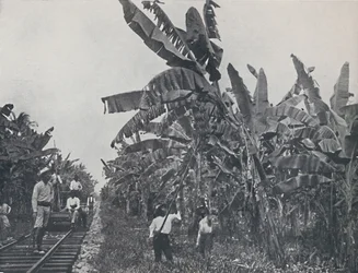 Bananplantasje, 1924