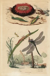 Tønneboblesnegl, Acteon tormatilis 1, beadlet anemone, Actinia equina 2, gulbarret langhorn, Nemophora degeerella 3, brun gateselger, Aeshna grandis 4