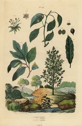 Laurbær, Laurus nobilis 1, kamfertre, Cinnamomum camphora 2 og sassafras, Sassafras albidum 3