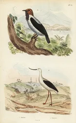 Skjeggklokke, Procnias averano og amerikansk avocet, Recurvirostra americana