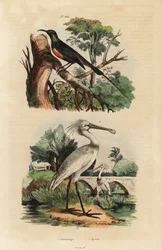 Vakker solfugl, Cinnyris pulchella og vanlig skjestork, Platalea leucorodia