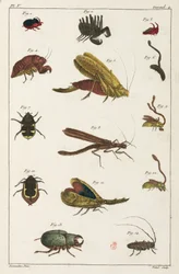 Biller og andre insekter, Sør-Amerika