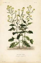 Svart sennep, Brassica nigra, Sinapis nigra, svart sennep