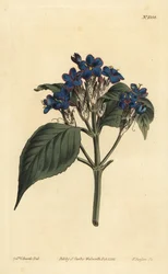 Blå salvie, Eranthemum pulchellum (blåblomstret justicia, Justicia nervosa)