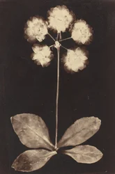 Botanisk fotogram, 1860-tallet.