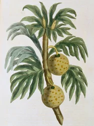 Artocarpus kutlebrødfrukt, 1823
