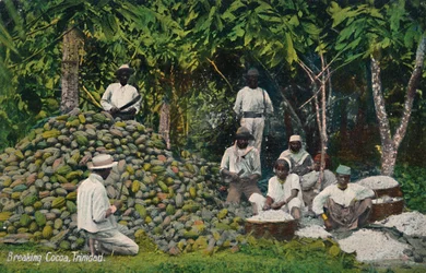 Breaking Cocoa, Trinidad, tidlig på 1900-tallet.