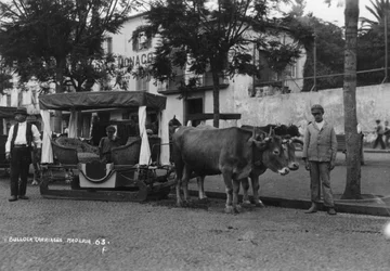 Oksevogn, Madeira, Portugal, c1920-c1930s