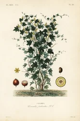 Calumba-tre, Jateorhiza columba, Cocculus palmatus, Colombo