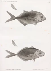 Jumping Caranx & Moon Caranx