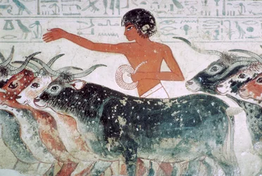 Storfe brakt til inspeksjon: veggmaleri fra graven til Nebamun nr. 5, Egypt, c1350 f.Kr.