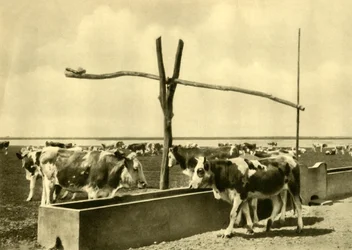 Storfe som drikker ved et trau, Burgenland, Østerrike, c1935.