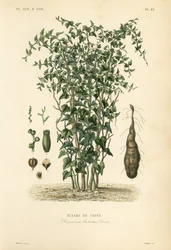 Kinesisk yam eller kanel-vintreet, Dioscorea polystachya, Dioscorea batatas, Igname de Chine