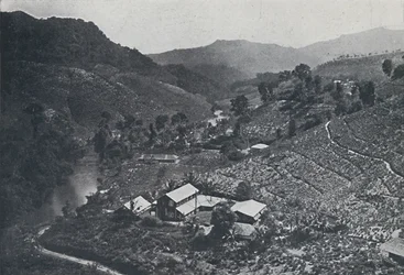 Singalesisk teplantasje, 1924
