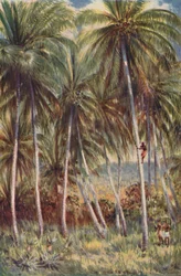 Coco-Nut Palms i Nord-Queensland, 1923.
