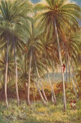 Kokosnøttpalmer, 1924
