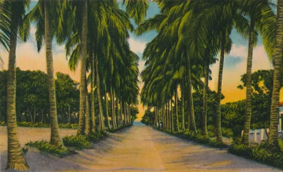 Coconut Avenue, Barranquilla, c1940-tallet,