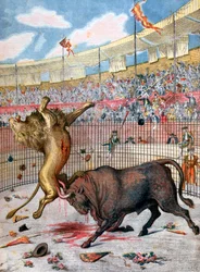 Kamp mellom en løve og en okse, Spania, 1894