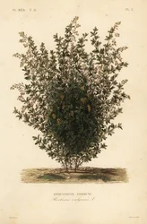 Vanlig berberis, Berberis vulgaris, Vanlig berberis
