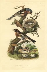 Vanlig bokfink, Fringilla coelebs, reir og egg, og brambling, Fringilla montifringilla med egg Pinson commun et pinson d