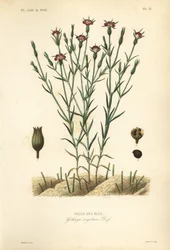 Klengemaure, Agrostemma githago, Githago segetum, Nielle des blés, håndkolorert stålstikk av L