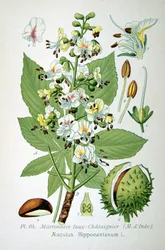 Vanlig hestekastanje, 1893