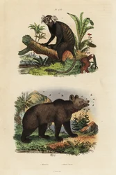 Vanlig silkeaper, Callithrix jacchus 1, og brunbjørn, Ursus arctos, med bier 2