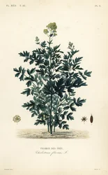 Common eng rue, Thalictrum flavum, Pigamon des pres