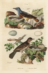 Vanlig steintrost med reir og egg, Monticola saxatilis, og sangtrost med reir og egg, Turdus philomelos